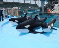 名古屋港水族館のシャチ