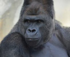 東山動物園のシャバーニ
