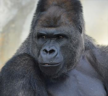 東山動物園のシャバーニ