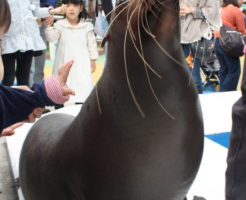 アザラシにタッチ