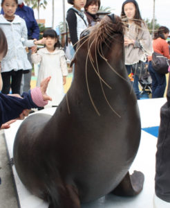 アザラシにタッチ