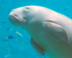 鳥羽水族館のジュゴン