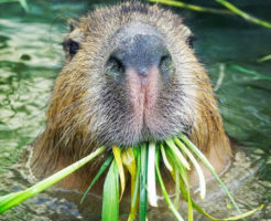 アクアトト岐阜で人気のカピバラ