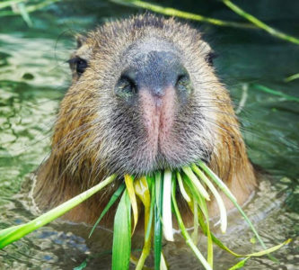 アクアトト岐阜で人気のカピバラ
