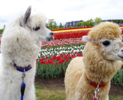 牧歌の里のお花畑にいるアルパカ