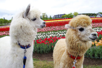 牧歌の里のお花畑にいるアルパカ