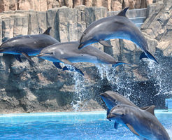名古屋港水族館のイルカたち