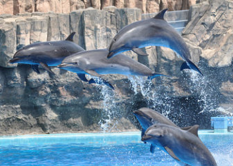 名古屋港水族館のイルカたち