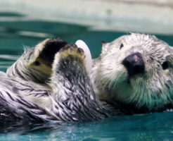 鳥羽水族館のラッコ
