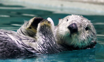 鳥羽水族館のラッコ