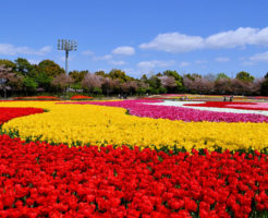 なばなの里の花ひろば