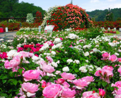 花フェスタ記念公園