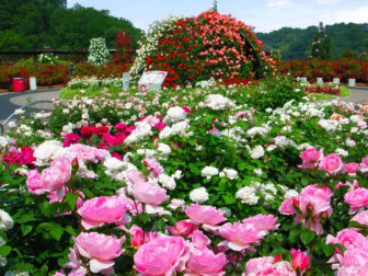 花フェスタ記念公園