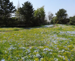 名古屋港ブルーボネットのお花