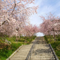 東山動植物園の桜の回廊