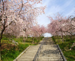 東山動植物園の桜の回廊