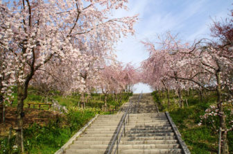 東山動植物園の桜の回廊
