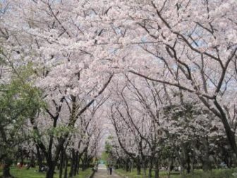 庄内緑地