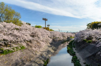 山崎川 四季の道