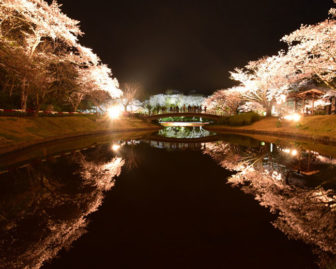 浜松フラワーパークの夜桜