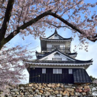 浜松城公園の桜まつり