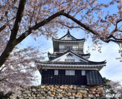 浜松城公園の桜まつり