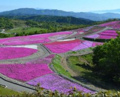 茶臼山高原の芝桜