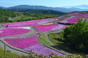 茶臼山高原の芝桜