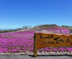 茶臼山高原の芝桜