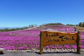 茶臼山高原の芝桜
