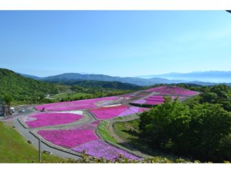 芝桜の開花状況05-0528
