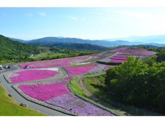 芝桜の開花状況06-0604