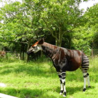 ズーラシアのオカピ