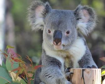 金沢動物園のコアラ