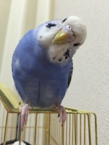 セキセイインコの種類一覧