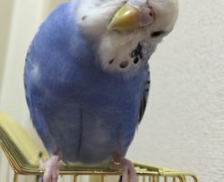 セキセイインコの種類一覧
