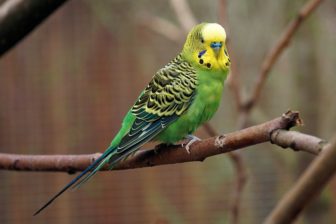 ノーマルセキセイインコ(グリーン)
