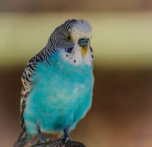 ノーマルセキセイインコ（ブルー）