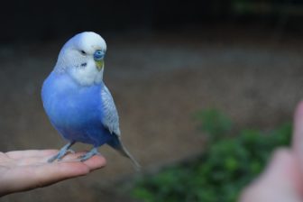 オパーリン