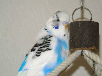 ハルクインとして紹介しているセキセイインコ（パイド系）