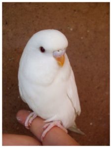 アルビノ