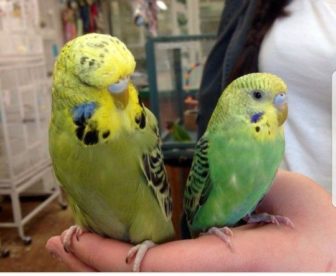 ジャンボセキセイインコ
