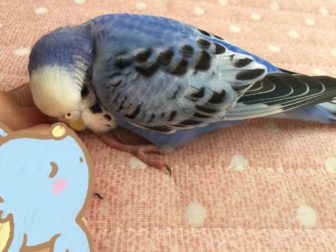 家のセキセイインコ