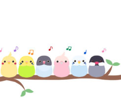 セキセイインコ