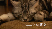 04-眠れねこねこ
