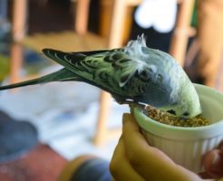 シードを食べるセキセイインコ