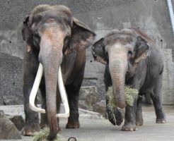 金沢動物園のインドゾウ