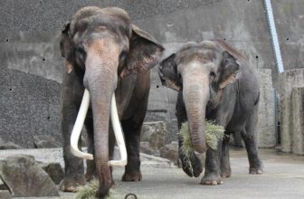 金沢動物園のインドゾウ
