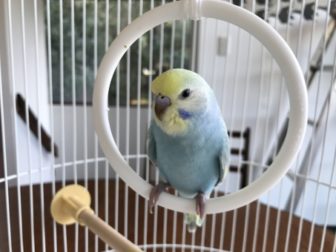 セキセイインコとケージ