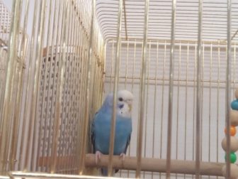 セキセイインコの置き場所
